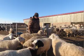 分圈饲喂很关键，小伙养羊管理很到位每天分圈饲喂，这羊也太听话视频封面