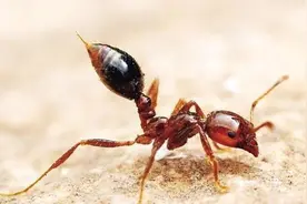 被咬一口不得了！红火蚁到底有多毒？视频封面