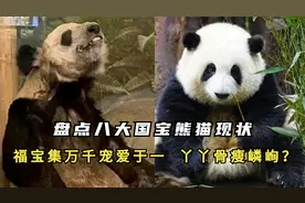 盘点八大国宝熊猫现状：福宝集万千宠爱于一身，旅美丫丫骨瘦嶙峋