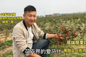 河南农村小伙种200多亩高端花卉，全部销往大城市，效益咋样？视频封面