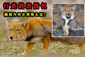 藏狐：行走的表情包，天生就是一副欠揍的嘴脸！