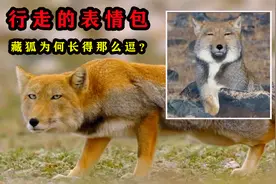 藏狐：行走的表情包，天生就是一副欠揍的嘴脸！视频封面
