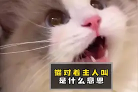 猫咪对着主人叫是什么意思？视频封面