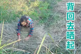 爷爷今天不在家，奶奶简单吃完饭就出门干活，一会儿都闲不下来