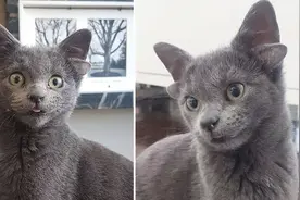 土耳其一只小猫天生有四只耳朵 形象可爱在网上走红视频封面