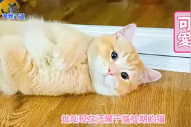 五只帅公猫一一亮相，主人对小公猫充满期待，猫爸用尾巴点了个赞视频封面