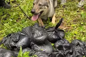 云南一37公斤重警犬“飓风”边境山区搜寻1小时，找出56公斤毒品视频封面