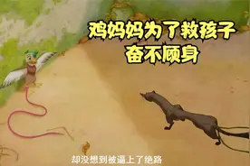 鸡妈妈为了救鸭仔，与农场主斗智斗勇，为了孩子奋不顾身！视频封面