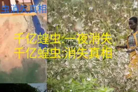 4000亿蝗虫:一夜瞬间消失，揭秘蝗虫消失原因，结局很打脸