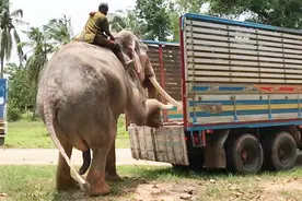 一米多高的货车，大象轻轻一跨就上去了，真是太聪明了