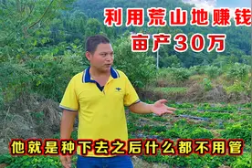 利用荒山地种植粉防己中药材，亩产30万收益，这种植方式你见过吗视频封面
