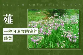 薤：一种可消食防癌的蔬菜