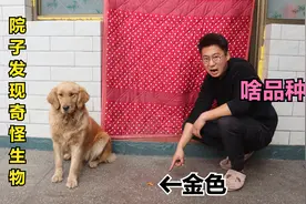 金毛在院子发现个金色的怪蛤蟆，小伙刚准备去摸，金毛却大喊有毒视频封面