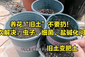 养花旧土不要丢！泡一泡，旧土变新土，杀菌、杀虫、改良土壤视频封面