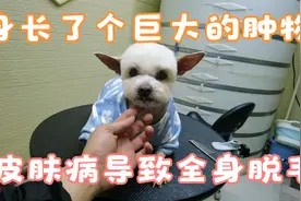 被主人弃养的可可，皮肤病布满全身，腹部还长了一个巨大的肿物视频封面
