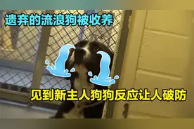 拍到狗狗被收养瞬间，见到新主人时的反应让人破防视频封面