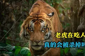 真实的老虎食人案例，老虎在吃人后，真的会被杀掉吗？视频封面