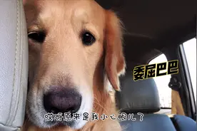 车坏了金毛被唠叨，委屈巴巴太可爱，主人一句话瞬间满血视频封面
