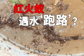 红火蚁遇水跑路？生存能力真强，严重破坏本土物种平衡视频封面