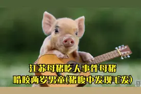 江苏母猪吃人事件母猪啃咬两岁男童(猪腹中发现毛发)视频封面