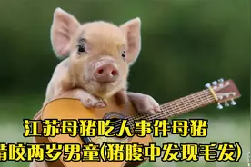 江苏母猪吃人事件母猪啃咬两岁男童(猪腹中发现毛发)视频封面