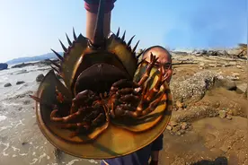 海边赶海抓到二级保护动物中华鲎，大熊高兴得不得了，当场放生掉视频封面