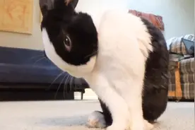 主人给兔子喂香蕉，兔子尝了一口越吃越嗨，简直到达兔生巅峰