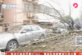 “七旬”银杏树半夜倒下，业主两辆私家车遭殃，该找谁理赔呢？视频封面