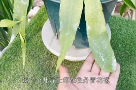 一棵昙花2米高，上百个叶片，养2年就可以，现在满头花苞，太赞了视频封面