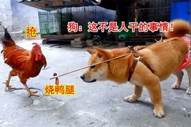 主人把烧鸭腿和狗绑一起，大公鸡上来就抢，狗：这不是人干的事视频封面