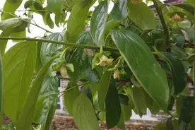 真的有用？柿子树结果时要砍几刀，这样能防止果实脱落视频封面