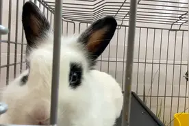 兔子是怎么入睡的？看看团子吧，有助于睡眠。视频封面