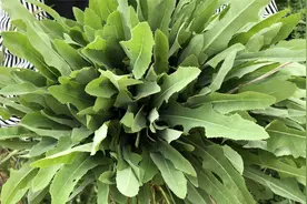 夏季最下火的野菜“苦苣菜”，它有哪些好处？别再当草拔掉了视频封面