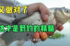 3种钓法4次改变，终于搞定了这里的鱼情，又一次体会到野钓的精髓视频封面