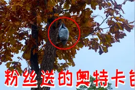 大方粉丝送一大包奥特曼卡片 好运哥开出泽塔CP 捷德LGR签名卡视频封面