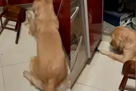 家里常遭老鼠偷吃，金毛与主人合力抓鼠，一番操作惹网友怒赞视频封面