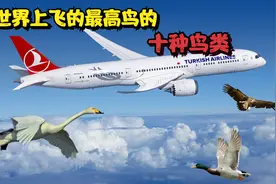 世界上飞的最高的鸟可以飞到11000米，那你知道天鹅可以飞多高吗视频封面
