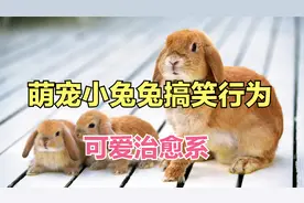 可爱治愈系，家有萌宠小兔子的搞笑视频，萌萌哒动物兔兔爆笑片段视频封面