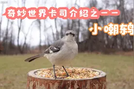 奇妙世界卡司介绍之——小嘲鸫Northern Mockingbird视频封面