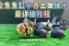 如何在你的金鱼鱼缸中养出嫩绿水，最详细教程，收藏起来慢慢看吧视频封面