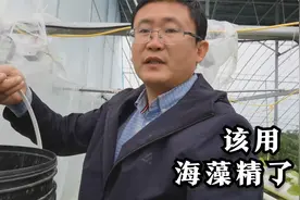 腥臭难闻的海藻精，半个月用一次，根系健壮作物长势强