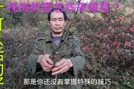 杨梅树的嫁接，要注意哪些事项，才可以提高成活率？视频封面