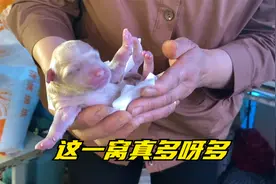 幺妹儿家宠物狗狗生产全过程太有意思了，邻居直喊生太多了吧视频封面