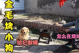 金毛要烤着吃边牧的小狗，被小亮发现后居然说是给它取暖，真可恶视频封面