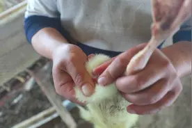 雏鹅公母难辨？新养户无从下手， 老张分享技巧轻松上手一学就会视频封面