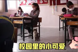 流浪猫被学生收养，成为学校团宠，每天成专业陪读视频封面