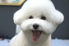 长毛狗狗剪成一朵白云超可爱，全程微笑吐舌超呆萌，颜值爆棚视频封面