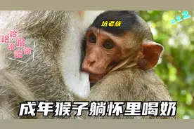 成年猴子一头扎在妈妈怀里不停的喝奶,猴子躺怀里喝奶视频封面