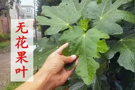 无花果叶的妙用：老奶奶教我一招，省钱又好用，现在知道还不晚视频封面