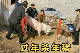 300多斤的年猪临死前力大无穷，5个人没按住被挣脱，场面好凶险视频封面